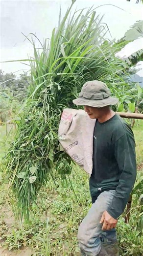 One bamboo. One load. A whole lot of strength. Watch closely! #hardworkpaysoff #villagepeople