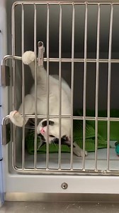 16K views · 383 reactions | ‼️The world may be hiss-terical but our...