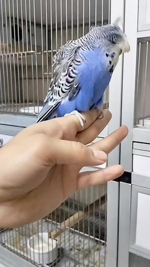 💕💕💕 . . #parrotfinchesworld #reelsfb #animal #birds #cute #feathers #parrots #nature #featheredfriends #budgie #budgielove #budgielife | Parrot finches world