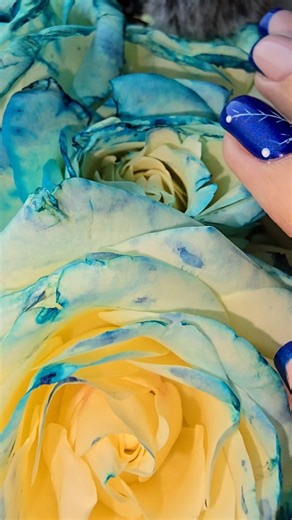 Winter Rose ASMR 🌹 Soft Touch Calm #asmr #rose #shorts