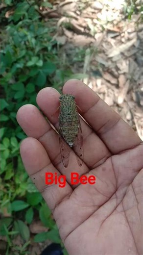 Bee big crying #viral #shortvideo #bee #nature