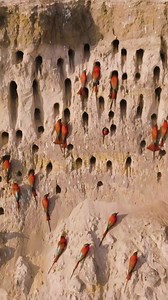 Did you know: The Carmine Bee-eater is Southern Africa’s largest bee-eater and the only non-green bee-eater in the region. Stay at Zambezi Mubala Lodge or Zambezi Mubala Camp to witness these magnificent birds in their natural habitat. #namibia #gondwanalodges #africa #carminebeeeater | Gondwana Collection Namibia