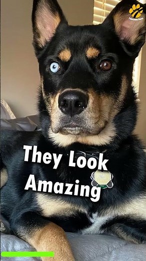 Rottweiler X Husky Mix Breed Dog #pawsomedogs