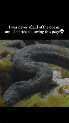 Sea of Specters - | HAUNTED OCEAN MYSTERIES | on Instagram: "This is the marine file snake, found in the coastal waters of Indonesia. Unlike most snakes, it spends its life in the ocean, hunting eels, small fish, and crustaceans. Its rough, sandpaper-like skin helps it grip slippery prey — and it can hold its breath for up to two hours! Nature hides the strangest creatures where we least expect them. . . . . @_unseen.ocean #oceanunseen #marinesnake #oceansnake #oceanmystery #sealife #indonesiawi