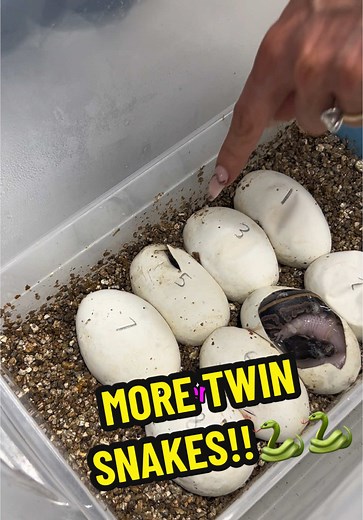 Discover Adorable Twin Ball Python Snakes