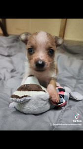 Flower's puppies are growing! They are 4 weeks old today 🥰 Their little personalities are coming out, and they are getting more independent by the day. Aren't they precious? Stay tuned for the next update! | East Alabama Humane Society Inc.