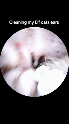 Elf Sphynx Ear Cleaning Tips