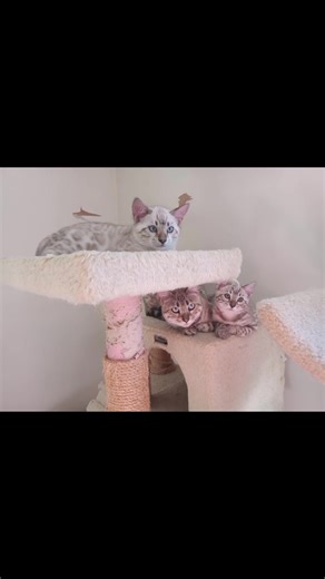 Gorgeous Rossetted Snow Bengal kittens available 💕😜💕 | Gemstone Bengals