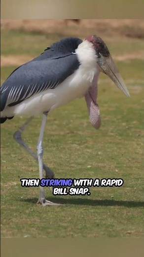 Meet Africa's Giant Shoebill