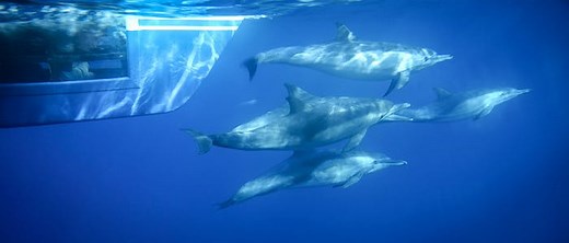 Discover Eye-to-Eye Whale Watching Trips in California