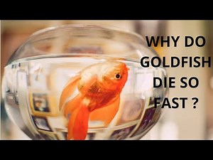 WHY GOLDFISH DIE QUICKLY 🤔| How to stop goldfish from dying too soon? | What are the reason behind ?