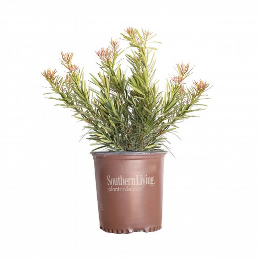 Mood Ring Podocarpus Yew | Shop Online