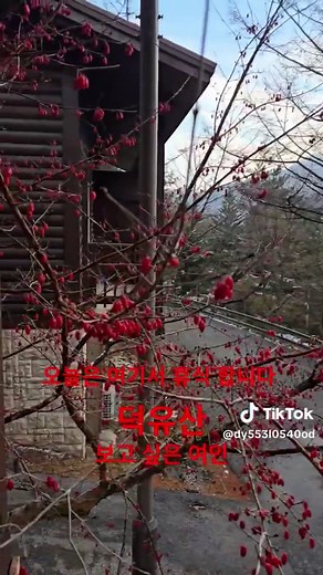 #south Korea #침엽수나무 #조경수나무에메랄드그린 블루엔젤 #보고싶은여인#진성