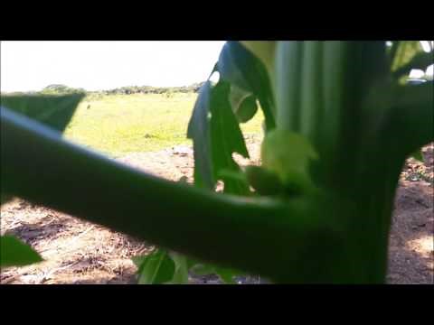 Papaya: Hermaphrodite