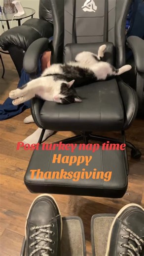 Happy Thanksgiving’s #thanksgiving #cat #cats_of_instagram | Wesley Johnson