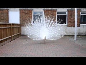 Beautiful peacock White tail fully Open