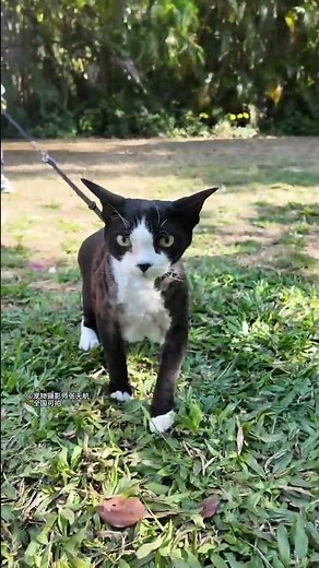 Can a Pup Be Reincarnated as a Kitten? Unveiling the Mysteries