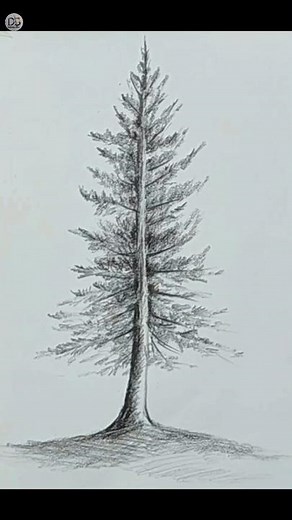 easy drawing pine tree #drawing #pencilsketch