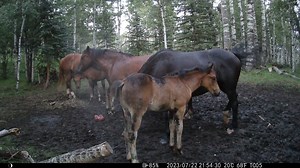 One of Rambo's foals shedding out to dark bay. | Help Alberta Wildies Society