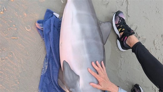 Stranded baby dolphin found by beachgoers rescued from Florida beach