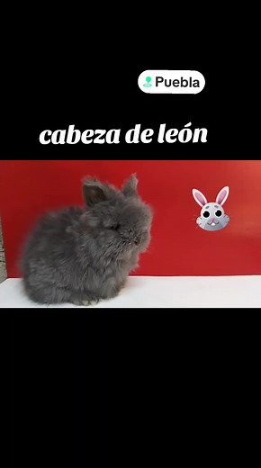 Vídeos de Granja de conejos Los Orejones (@granja.de.conejos) con «sonido original - Maxgolden🐶♥️»