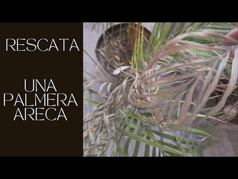 Cómo rescatar una Palmera Areca