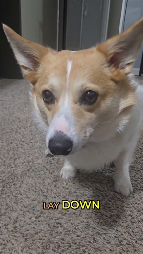 Training Wilbur: Sit, Lay Down, Amazing Corgi!