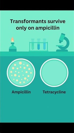 Antibiotics Resistance gene - Selectable Marker