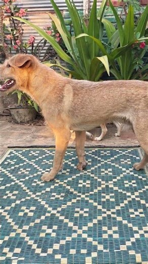 Monkey and dog, he is really smart and he is very beautiful.