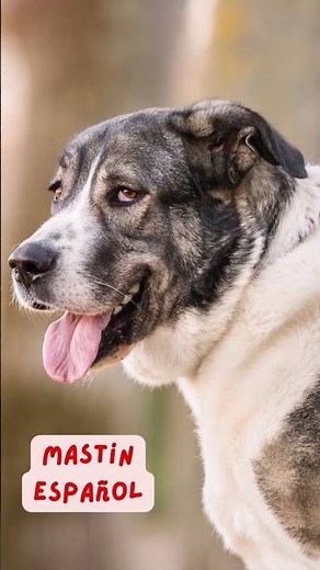 🐕10 de las razas de PERROS MÁS GRANDES! ¿Los conocías a todos?