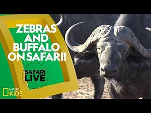 Zebras and Buffalo on Safari! | Safari Live