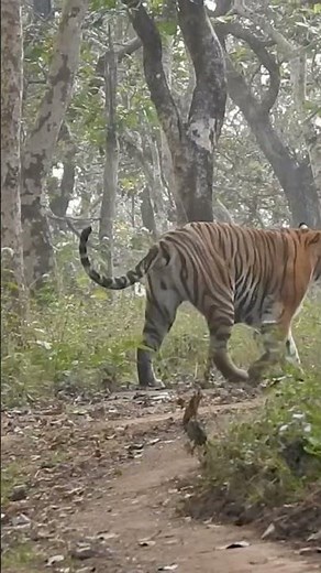 Majestic Tigress & Tiger Cub in Bandipur National Park | Indian Safari Wild Karnataka