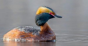 Horned Grebe Similar Species to, All About Birds, Cornell Lab of Ornithology