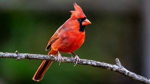 5 surefire ways to attract cardinals to your yard, even without a bird feeder
