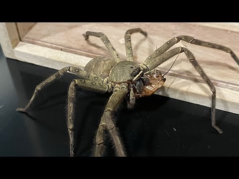 アシダカグモ エサやり動画詰め合わせ！② ♪エジソン