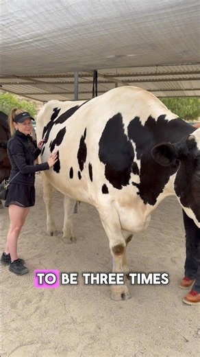 Cuddle cows and fsr animals at The Gentle Barn in Southern California! 🐄🐖🐏🐐