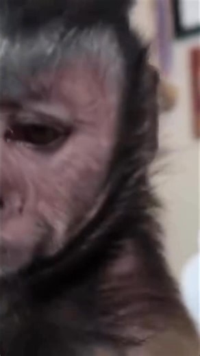 MonkeyBoo has a tasty bell pepper #Monkey #snacktime #tasty | MonkeyBoo