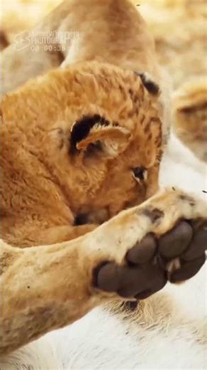 Little Lion Cub Enjoys His Meal at His Mother's Milk Bar