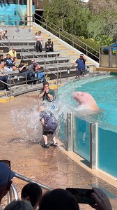 Seaworld Walrus Slowpoke splash zone! 🤣 #seaworldorlando #seaworld #funny #walrus | Eryka Travel