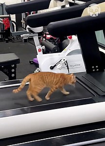 Gym-loving cat fires up the treadmill to go for a run! | Girly Panda