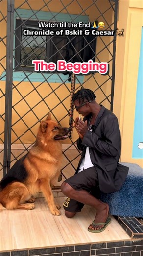 Understanding the Protective Nature of German Shepherds