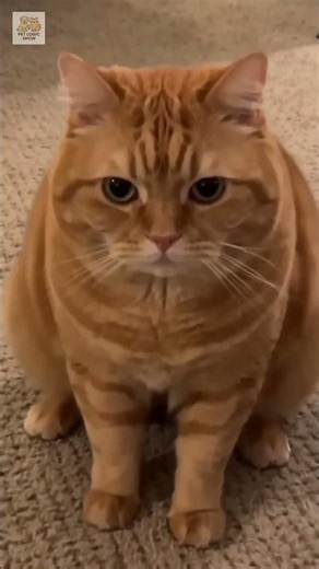 😂🐾 Twerking Cat #funny #pets #cat