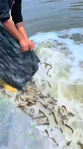 Stocking a Fish Pond with Fry 🐟