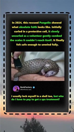 This Shy Pangolin Finally Unfolds For A Spa! 🧼 #Cute #Wildlife #Heartwarming
