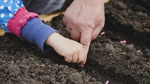 Planting seeds close up - Free Stock Video