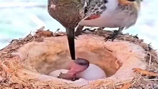 These Baby Hummingbirds Get Their First Meal When They're Newly Hatched & Still in the Shell