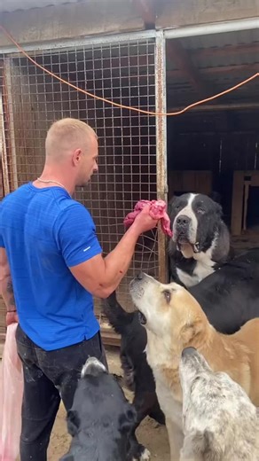 For two thousand years, the Šarplaninac has protected flocks in the Balkan mountains - not from thieves, but from wolves and bears. This isn’t a pet breed. It’s a guardian breed. Sixty kilograms of pure muscle and courage, bred by shepherds in Serbia, Macedonia, Kosovo, and Albania to face down apex predators alone. In 2024, a Šarplaninac in northern Albania killed a wolf that attacked its flock - no human intervention, just instinct and power. In the Balkans, this dog isn’t just an animal. It’s