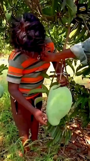 మామిడి ఆకులను మరిగించి తాగితే జీవితంలో మీకు డాక్టర్ అవసరం ఉండదు 😱#mango #leaf #healthylifestyle