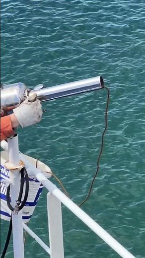 太平洋フェリー名物 #shorts