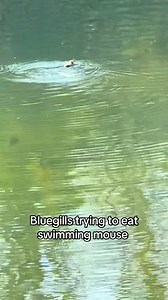 Bluegill vs. Live Rat A Savage Snack Attack in the Pond! #fishing | Pineland Productions